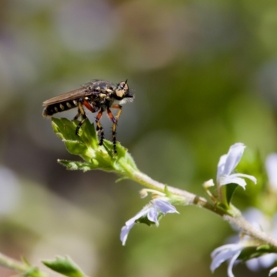 Thereutria amaraca (Spine-legged Robber Fly) at Acton, ACT - 17 Feb 2024 by KorinneM