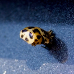 Harmonia conformis (Common Spotted Ladybird) at Florey, ACT - 17 Feb 2024 by KorinneM