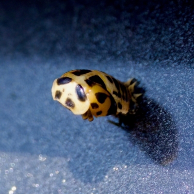 Harmonia conformis (Common Spotted Ladybird) at suppressed - 17 Feb 2024 by KorinneM