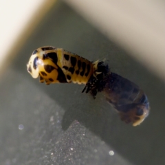 Harmonia conformis at Florey, ACT - 17 Feb 2024