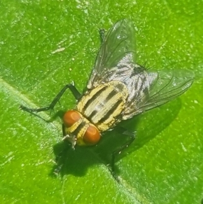 Sarcophaga sp. (genus) (Flesh fly) at Burnside, QLD - 16 May 2024 by clarehoneydove