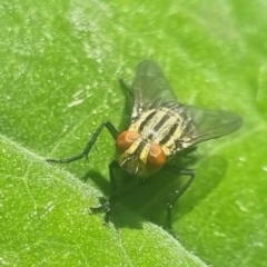 Sarcophaga sp. (genus) at Burnside, QLD - suppressed