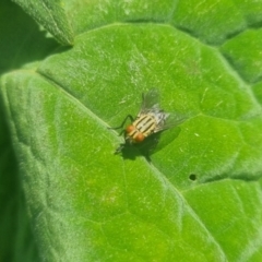 Sarcophaga sp. (genus) at Burnside, QLD - suppressed