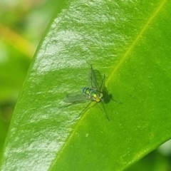 Unidentified Long-legged Fly (Dolichopodidae) at Burnside, QLD - 16 May 2024 by clarehoneydove