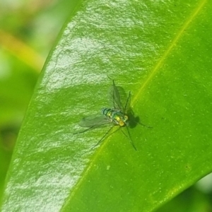 Dolichopodidae (family) at Burnside, QLD - suppressed