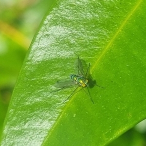 Unidentified Long-legged Fly (Dolichopodidae) at suppressed by clarehoneydove
