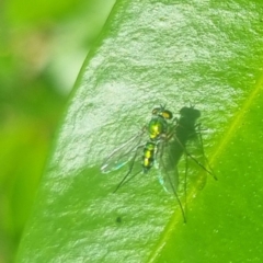 Dolichopodidae (family) at Burnside, QLD - suppressed