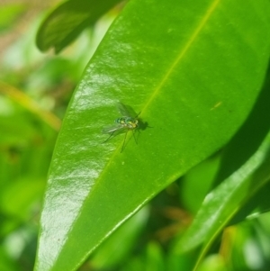 Dolichopodidae (family) at Burnside, QLD - suppressed