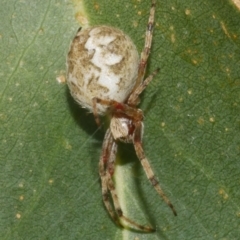 Araneus hamiltoni at WendyM's farm at Freshwater Ck. - 7 Apr 2023 by WendyEM