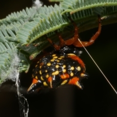 Austracantha minax (Christmas Spider, Jewel Spider) at WendyM's farm at Freshwater Ck. - 7 Apr 2023 by WendyEM