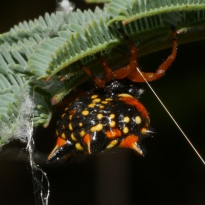 Austracantha minax (Christmas Spider, Jewel Spider) at Freshwater Creek, VIC - 7 Apr 2023 by WendyEM