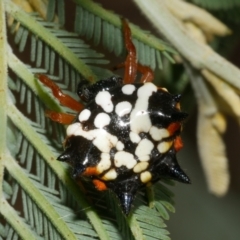 Austracantha minax at WendyM's farm at Freshwater Ck. - 7 Apr 2023