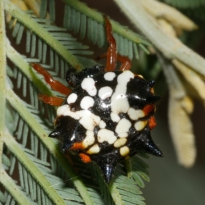 Austracantha minax at WendyM's farm at Freshwater Ck. - 7 Apr 2023 02:34 PM