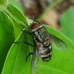 Exorista sp. (genus) (A Bristle Fly) at Burnside, QLD - 15 May 2024 by clarehoneydove