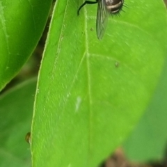 Exorista sp. (genus) at Burnside, QLD - suppressed