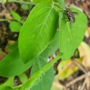 Exorista sp. (genus) at Burnside, QLD - suppressed