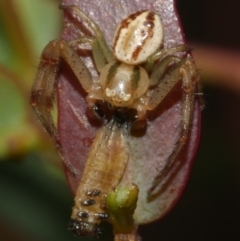 Australomisidia cruentata at WendyM's farm at Freshwater Ck. - 7 Apr 2023 by WendyEM