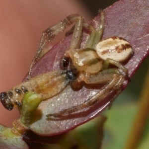 Australomisidia cruentata at WendyM's farm at Freshwater Ck. - 7 Apr 2023