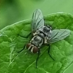 Unidentified Blow fly (Calliphoridae) at Burnside, QLD - 15 May 2024 by clarehoneydove