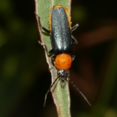 Chauliognathus tricolor (Tricolor soldier beetle) at WendyM's farm at Freshwater Ck. - 7 Apr 2023 by WendyEM