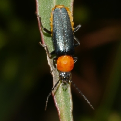 Chauliognathus tricolor (Tricolor soldier beetle) at WendyM's farm at Freshwater Ck. - 7 Apr 2023 by WendyEM