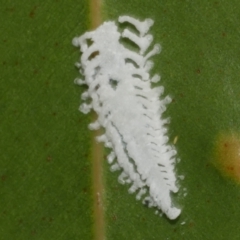 Eucalyptolyma maideni (Spotted Gum Lerp Psyllid) at WendyM's farm at Freshwater Ck. - 7 Apr 2023 by WendyEM