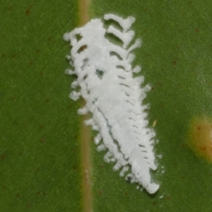 Unidentified Psyllid, lerp, aphid or whitefly (Hemiptera, several families) at suppressed by WendyEM