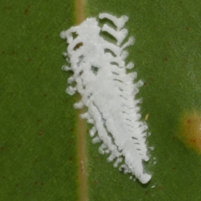 Unidentified Psyllid, lerp, aphid or whitefly (Hemiptera, several families) at suppressed - 7 Apr 2023 by WendyEM