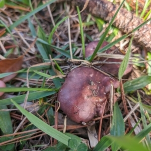 Russula sp. (genus) at Giralang, ACT - 16 May 2024