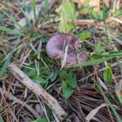 Russula sp. (genus) at Giralang, ACT - 16 May 2024