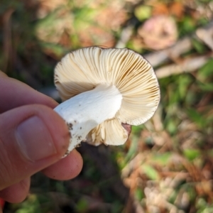 Russula sp. (genus) at Giralang, ACT - 16 May 2024