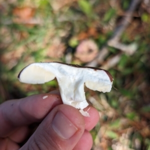 Russula sp. (genus) at Giralang, ACT - 16 May 2024