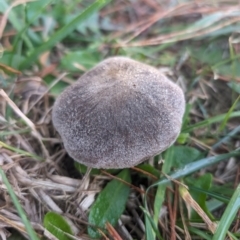 Unidentified Fungus at Giralang, ACT - 16 May 2024 by AlexGM