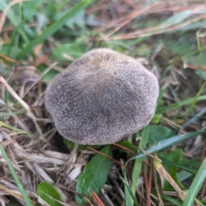 Tricholoma terreum at Giralang, ACT - 16 May 2024