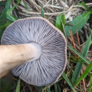 Tricholoma terreum at Giralang, ACT - 16 May 2024