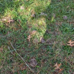 Tricholoma terreum at Giralang, ACT - 16 May 2024