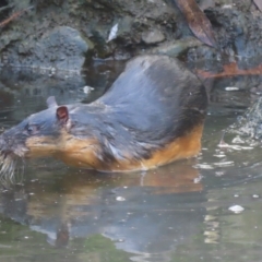 Hydromys chrysogaster (Rakali or Water Rat) at Mittagong - 16 May 2024 by SandraH