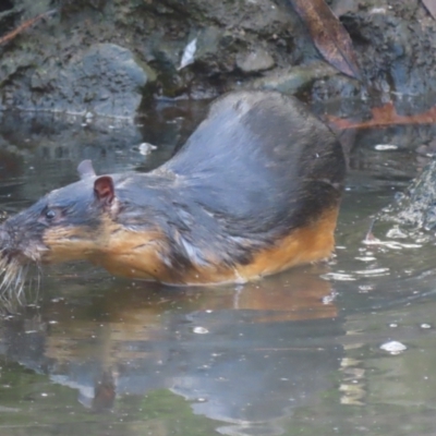 Hydromys chrysogaster (Rakali or Water Rat) at Mittagong - 16 May 2024 by SandraH
