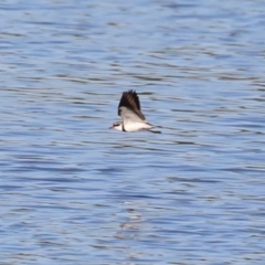 Charadrius melanops (Black-fronted Dotterel) at Fyshwick, ACT - 15 May 2024 by RodDeb