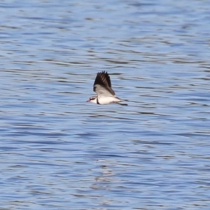 Charadrius melanops at Fyshwick, ACT - 15 May 2024