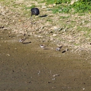 Charadrius melanops at Fyshwick, ACT - 15 May 2024 03:16 PM