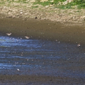 Charadrius melanops at Fyshwick, ACT - 15 May 2024