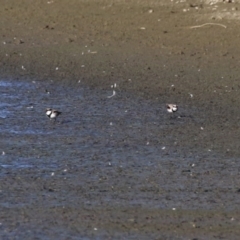 Charadrius melanops at Fyshwick, ACT - 15 May 2024 03:16 PM