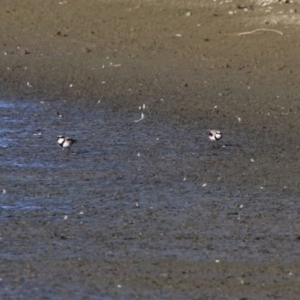 Charadrius melanops at Fyshwick, ACT - 15 May 2024