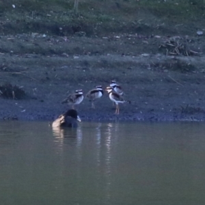 Charadrius melanops at Fyshwick, ACT - 15 May 2024