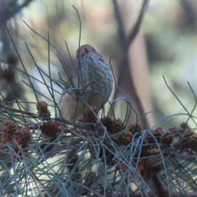 Acanthiza pusilla (Brown Thornbill) at Fyshwick, ACT - 15 May 2024 by RodDeb