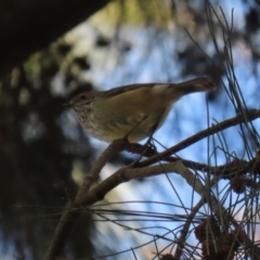 Acanthiza pusilla at Jerrabomberra Wetlands - 15 May 2024