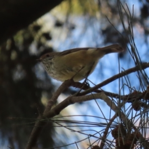 Acanthiza pusilla at Jerrabomberra Wetlands - 15 May 2024