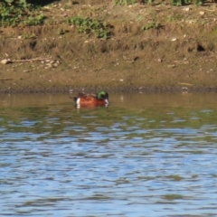 Anas castanea (Chestnut Teal) at Fyshwick, ACT - 15 May 2024 by RodDeb