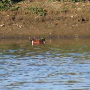 Anas castanea (Chestnut Teal) at Fyshwick, ACT by RodDeb